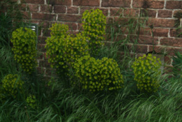 Euphorbia characias wulfenii bestellen